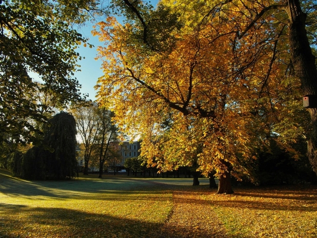 Autumn foliage in Queen's Park in Oslo