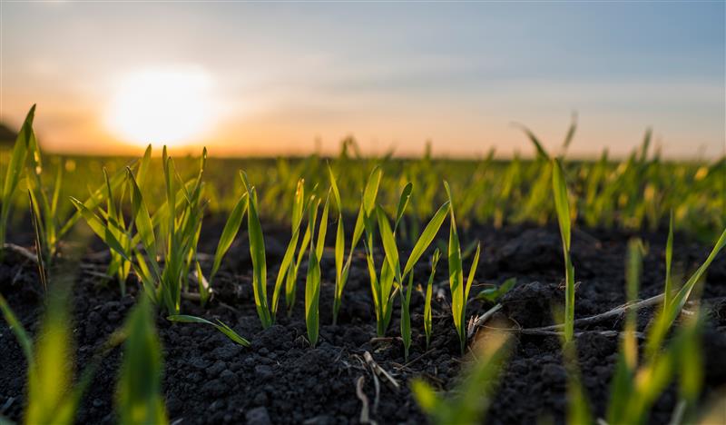 Sunrise - Caring for Our Soils