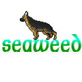 seaweed