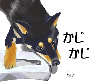 柴犬