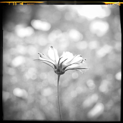 garden flowers