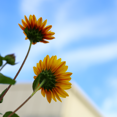 写真シリーズ (花、風景、造形物など)