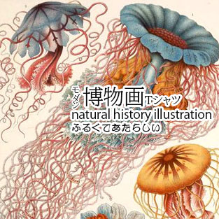 natural history illustration