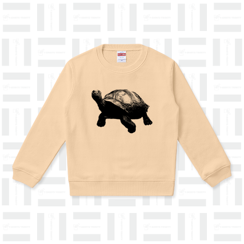 Land turtle