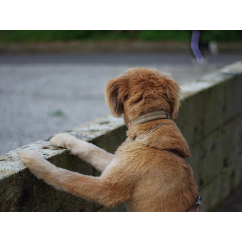 アニマル・チャリティーTシャツ