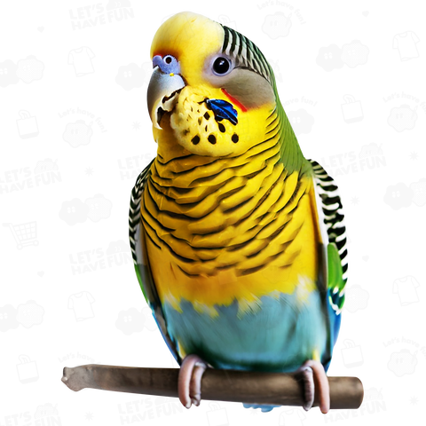 ワンポイント セキセイインコ