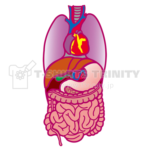 人間の臓器。