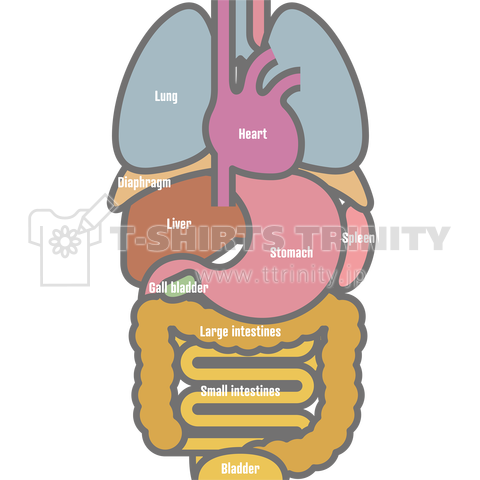 シンプルな内臓
