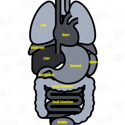 シンプルな人間の内臓のイラスト