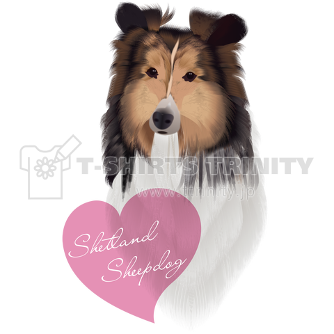 Shetland Sheepdog(シェルティ)