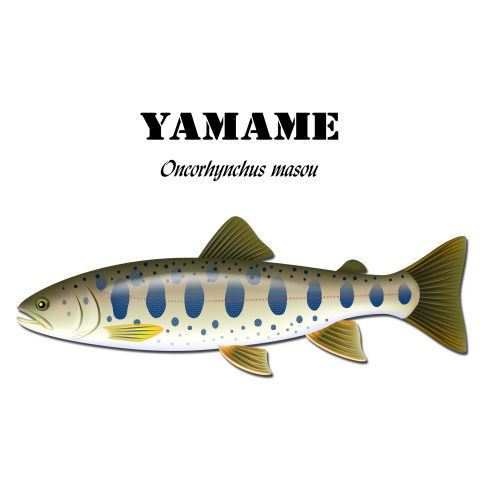 Yamame 4 デザインtシャツ通販 Tシャツトリニティ