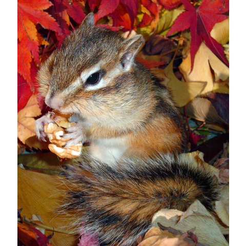 (両面印刷) シマリス・秋 2