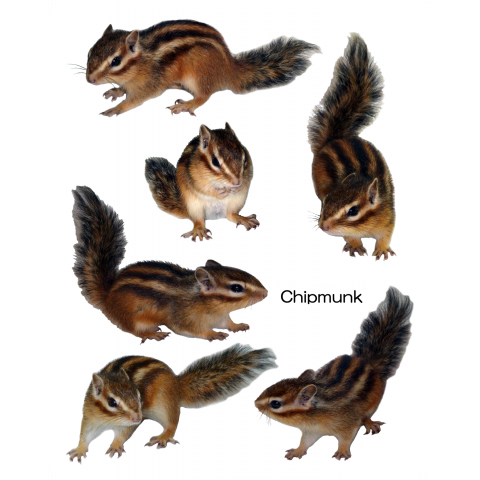 シマリス 写真 7 背景 白色 デザインtシャツ通販 Tシャツトリニティ