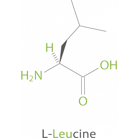 essential amino acids Leu