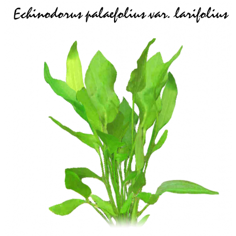 Echinodorus palaefolius var. larifolius