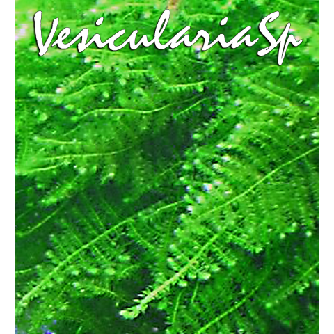 VesiculariaSp