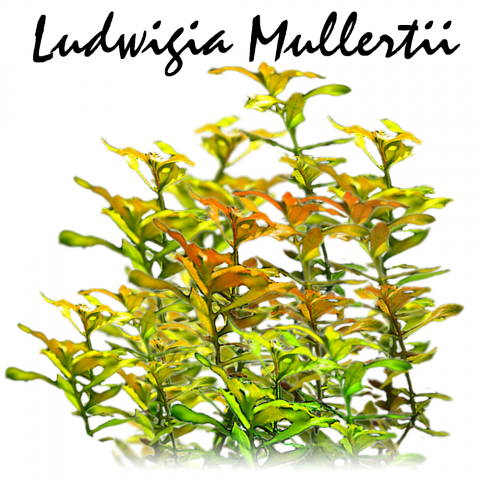 Ludwigia mullertii