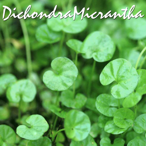 Dichondra micrantha