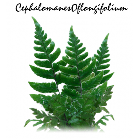 Cephalomanes oflongifolium