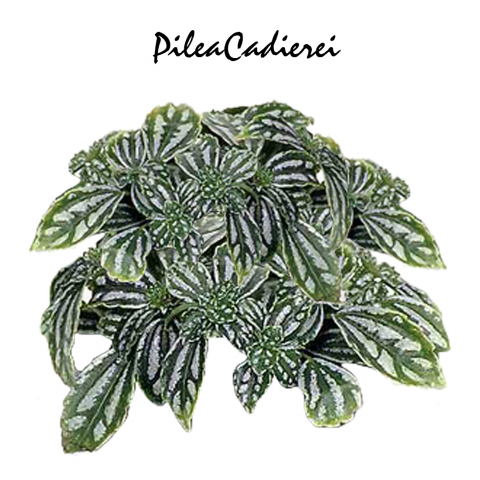 Pilea cadierei gagep.etCuill.