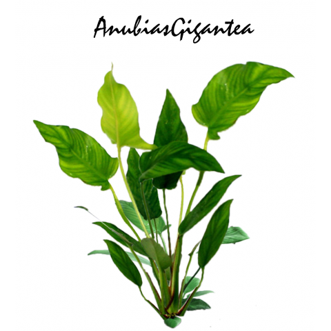 Anubias gigantea