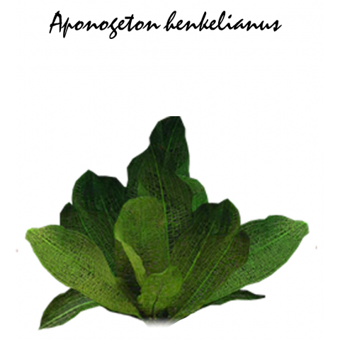 Aponogeton henkelianus