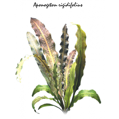 Aponogeton rigidifolius