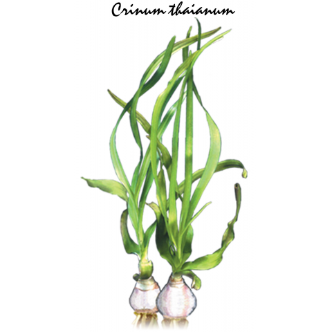 Crinum thaianum