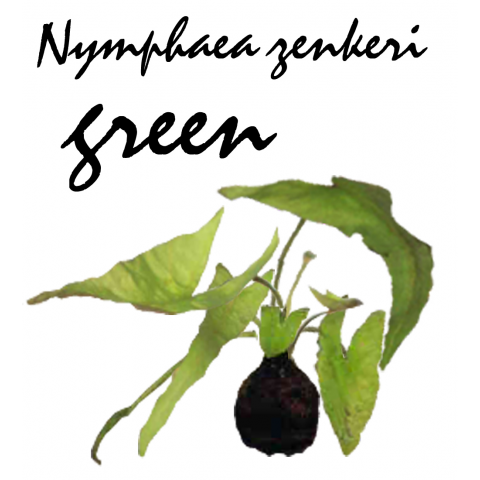 Nymphaea zenkeri green