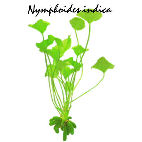 Nymphoides indica