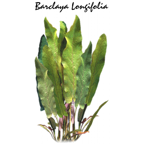 Barclaya Longifolia