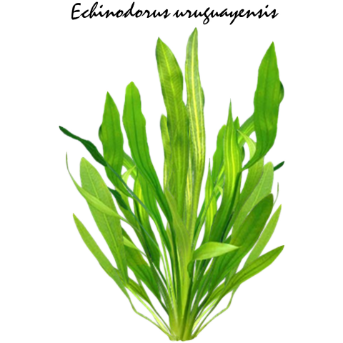 Echinodorus uruguayensis