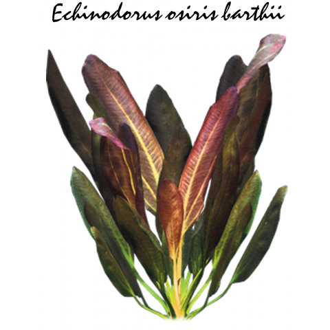 Echinodorus osiris barthii
