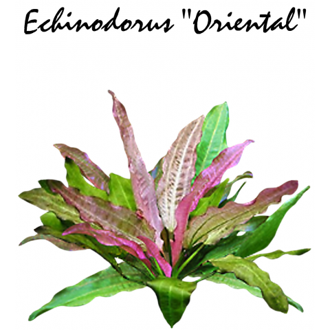 Echinodorus "Oriental"