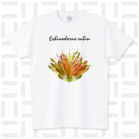 Echinodorus rubin