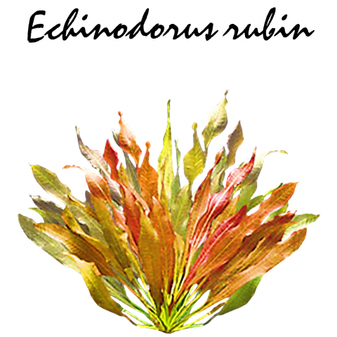 Echinodorus rubin