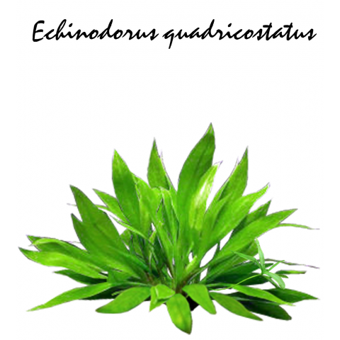 Echinodorus greisebachii