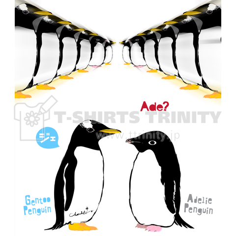 Gentoo Penguin ほぼ ジェンツーペンギン 横並び ズーム 0572B