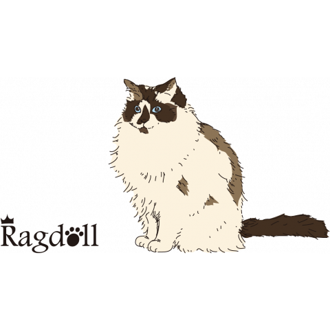 Ragdoll