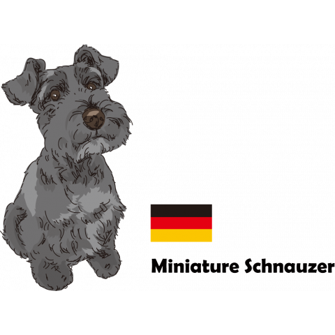 Miniature Schnauzer from Germany