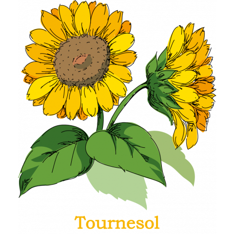 tournesol