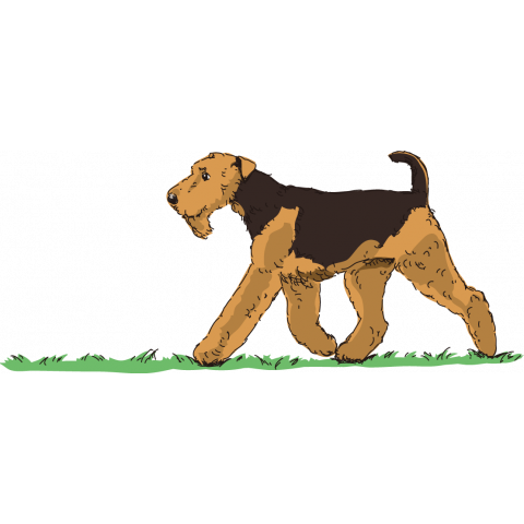 Airedale terrier