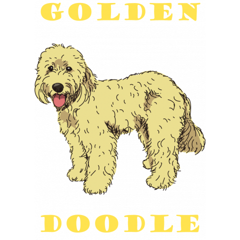 Golden doodle