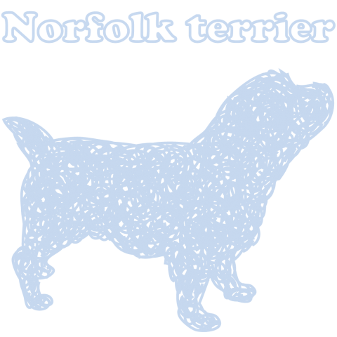 Norfolkterrier・blue