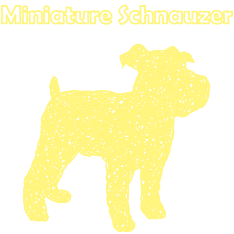 Miniture schnauzer・yellow