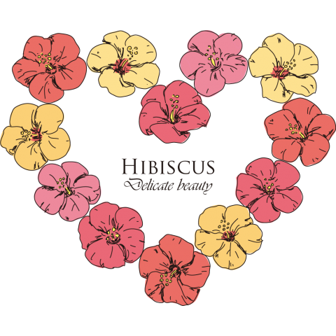 Hibiscus