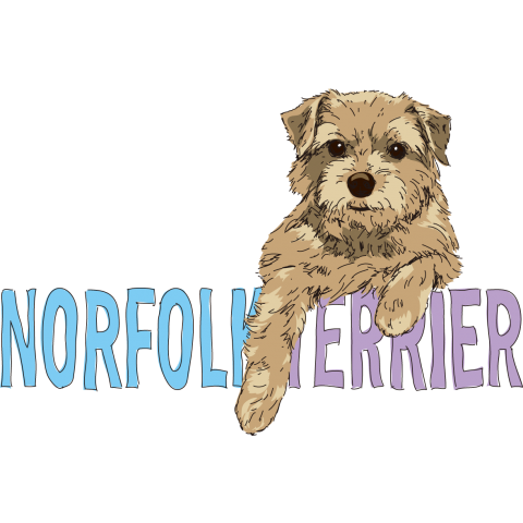 Norfolk terrier