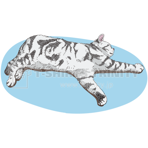 American shorthair cat