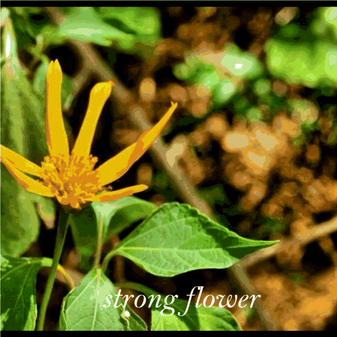 strong flower