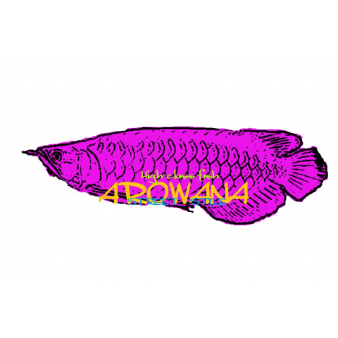 AROWANA